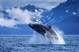 Humpback Whale Breaching in Alaska Fine Art Photo Print | Photos by ...