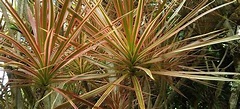 Cuidados de las drácenas (dracaena marginata) | Dracenas, Plantas