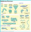 Bakterien (Einzeller, Prokaryoten) einfach erklärt