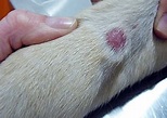 Enfermedades cutáneas en perros - Guía completa con fotos