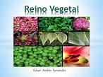 REINOS DE LA NATURALEZA: REINO VEGETAL