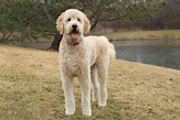 F1B Goldendoodles - Full Breed Review [Must Read]