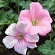 Geranium (Perennial) Wargrave Pink – Easy To Grow Bulbs