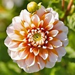 Dahlia Tangerine Dream | White & Tangerine Flower | FLEUR FARM