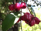 Eugenia Planta: Eugenia myrtifolia. Un árbol frutal sencillo de cuidar