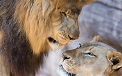 Lion, lioness, love, couple wallpaper | animals | Wallpaper Better