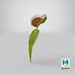 modelo 3d Venus atrapamoscas Dionaea Muscipula Tallo - TurboSquid 1602609