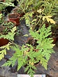 Ambrosia peruviana Willd., Wormwood (World flora) - Pl@ntNet identify