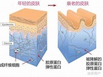 皮肤衰老的原因是什么？有什么预防衰老好方法吗？ - 知乎