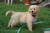 File:Golden Retriever puppy standing.jpg - Wikimedia Commons