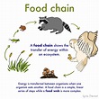 Food chain Definition and Examples - Biology Online Dictionary