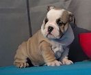 Miniature English Bulldog Puppies For Sale | Houston, TX #217327