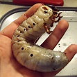 Hercules Larva | Larvae, Insects, Arthropods