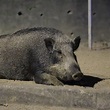 【地鐵車廂內的野豬bb】... - 香港野豬關注組 Hong Kong Wild Boar Concern Group | Facebook