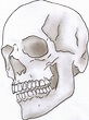 skull drawing - Google Search | 100 Things Drawing Challenge ...