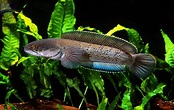Snakehead - Invasively Beautiful | Fish Laboratory