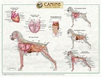 dog anatomy - Dog Care Training Grooming