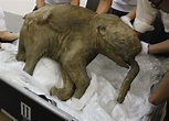 Baby Mammoth Lyuba Goes on Display [PHOTOS and VIDEO]