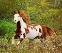 Los 15 caballos mas bellos del mundo