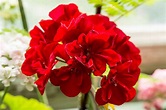 Annual Geraniums: Plant Care & Growing Guide