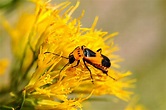 10 Beetles Found In Colorado - A-Z Animals