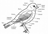 Ornithology - Science Olympiad Student Center Wiki