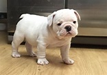 Miniature English Bulldog Puppies For Sale | Houston, TX #259356