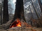 'The forest ... is resetting': California wildfires burned hundreds of ancient redwoods, but ...