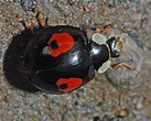 Harmonia axyridis (Harlequin ladybird): an aphid predator for biocontrol