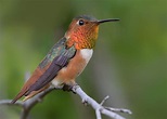 15 Types of Hummingbirds in the United States! (2023) - Bird Watching HQ