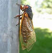 File:Cicada Chicago USA.JPG - Wikipedia