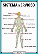 El Sistema Nervioso Humano | Sist. Nervioso Central y Periférico