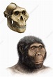 Australopithecus boisei - Stock Image - E437/0095 - Science Photo Library