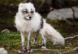 Arctic fox (Vulpes lagopus) | Arctic fox, Animals, Beauty animals