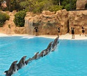 Loro Parque, a világ legjobb állat- és növényparkja - Tenerife ...