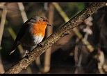 Sonnenseite Foto & Bild | tiere, wildlife, wild lebende vögel Bilder ...