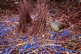 Blue Bloods: The Satin Bowerbird | BIRDS in BACKYARDS