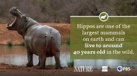 Hippo Fact Sheet | Blog | Nature | PBS