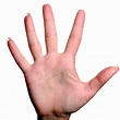Five Fingers PNG Transparent Five Fingers.PNG Images. | PlusPNG