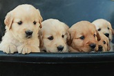 Reserve your golden retriever puppy from Windy Knoll Golden Retriever ...