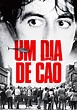 Um Dia de Cão filme - Veja onde assistir