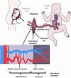 schéma placenta et foetus