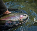 Best Bait for Rainbow Trout in Ponds - Fishing Fanatiks