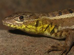 CalPhotos: Stenocercus ornatissimus; Ornated Lizard