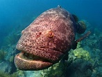 Atlantic Goliath Grouper Facts & Information Guide- American Oceans
