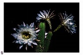 Cactus floreciendo en la noche | Foto nocturna de estos cact… | Flickr