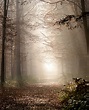 wald im nebel Foto & Bild | landschaft, wald, natur Bilder auf ...