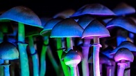 What are Shrooms? Legality, Effects, & How to Identify Them - Wikileaf