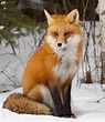 Zorro Rojo | Wiki Reino Animalia | FANDOM powered by Wikia