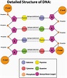 What is the nucleosome? Draw a diagram of the double-stranded ...